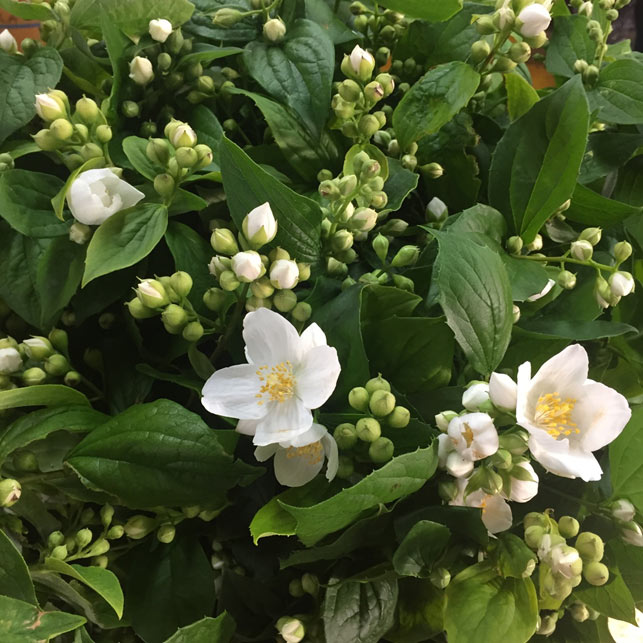 Philadelphus Elemflora