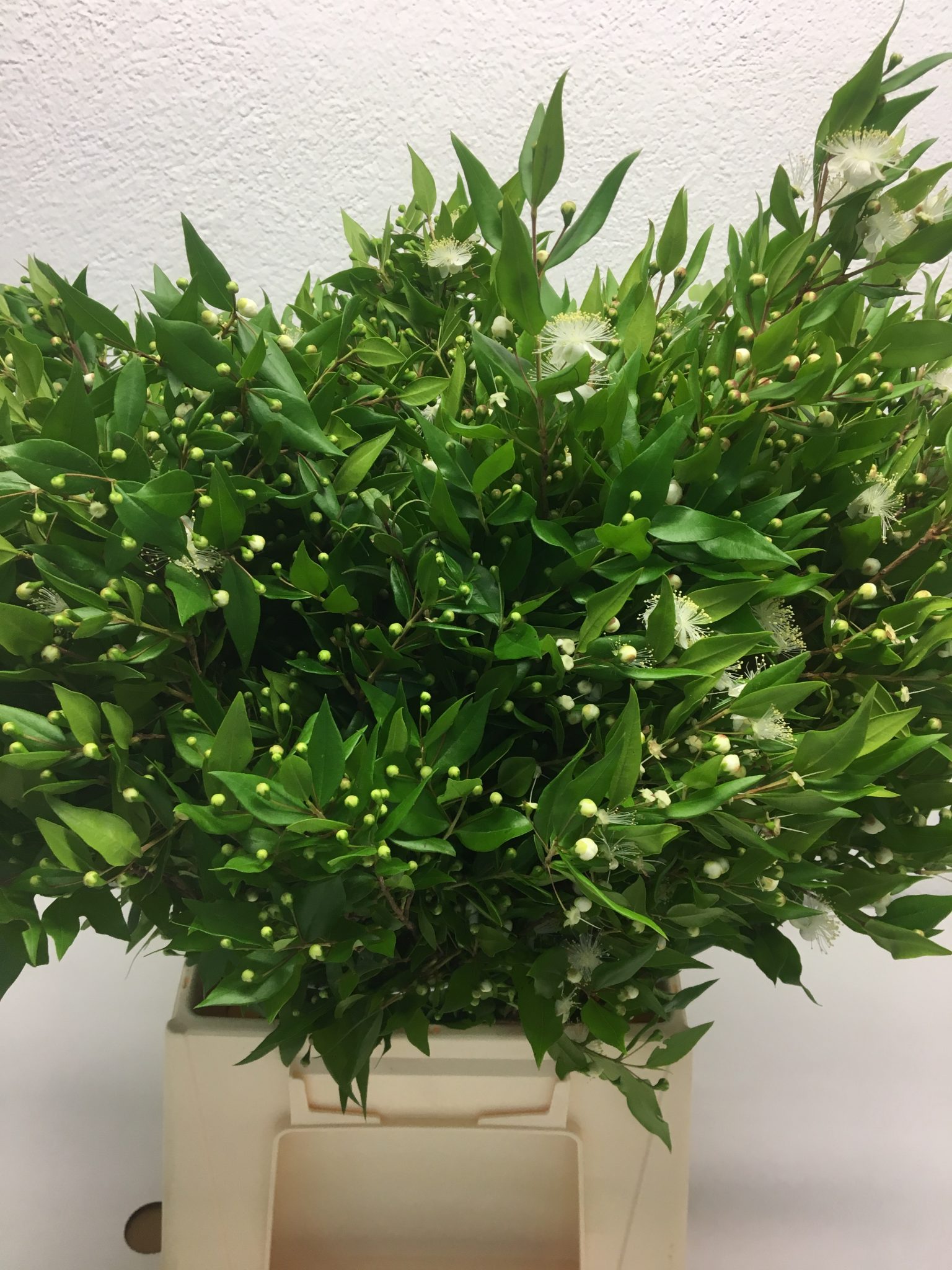 Myrte - Elemflora